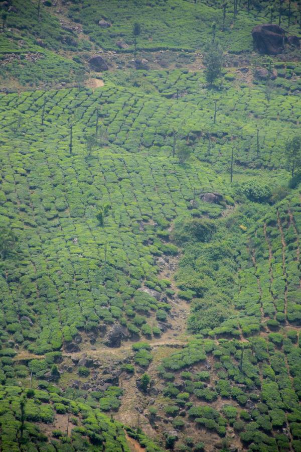 Aranyaka Resorts Munnar Esterno foto
